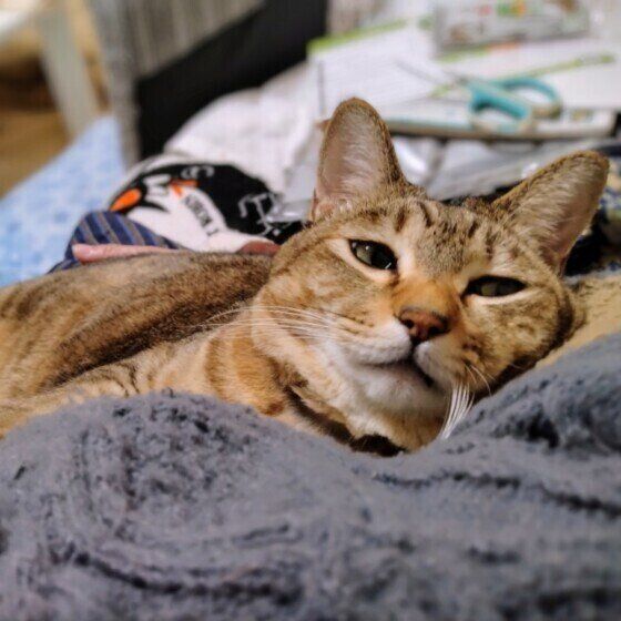 Mix（キジトラ）の花ちゃん♪