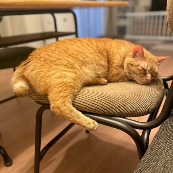 くつろぐニャジラくん