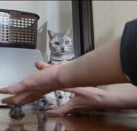 お母ちゃんの動きをコピー中