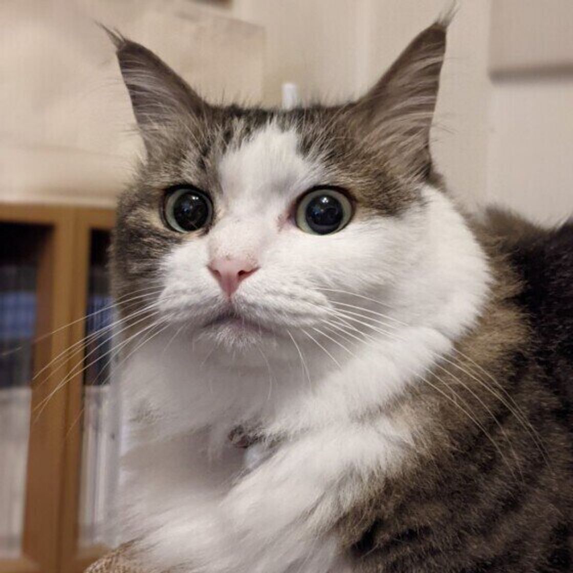 獣医師監修 猫は何日出ないと便秘 与えたい食べ物やマッサージなど ねこのきもちweb Magazine 獣医師監修 猫は何日出ないと便秘 与えたい食べ物やマッサージなど ねこのきもちweb Magazine