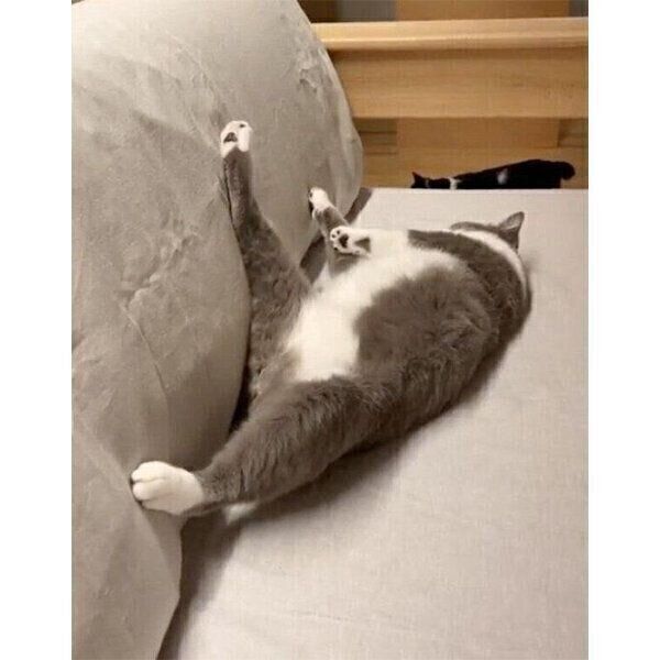 開放感のある姿で眠るくまおくん