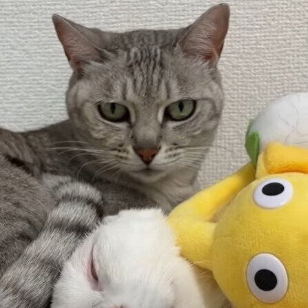 マロちゃんとチロちゃん