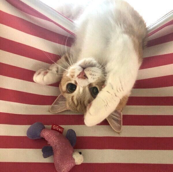 ハンモックでだらけるころんちゃん