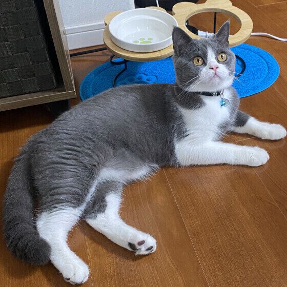 ブリティッシュショートヘアの路空くん