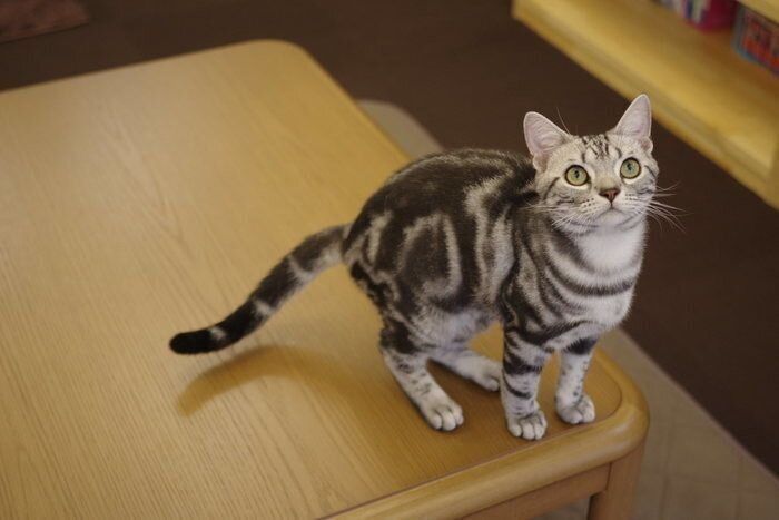 見上げるアメリカンショートヘア