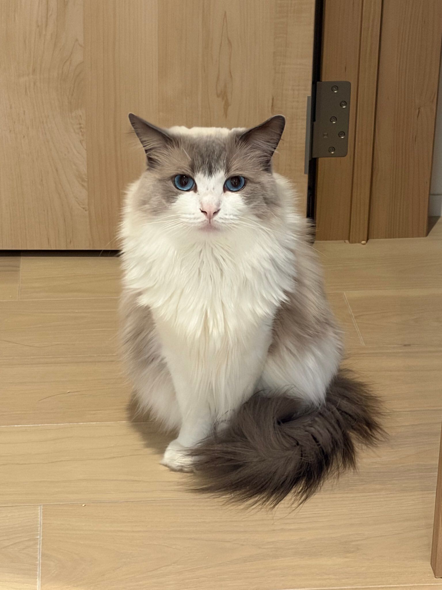 飼い主を見つめるラグドール