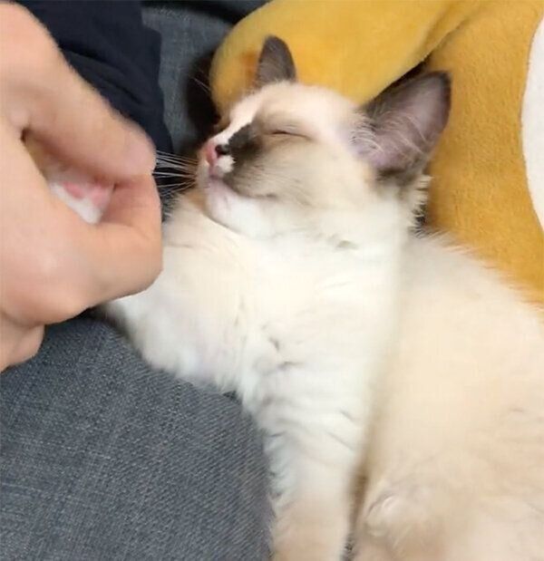 飼い主さんに甘えるコテツくん