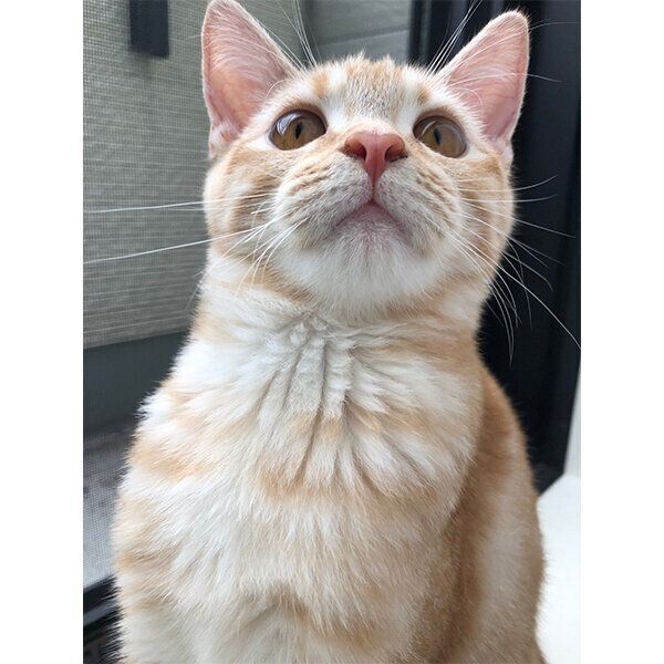 たくましいモカちゃん