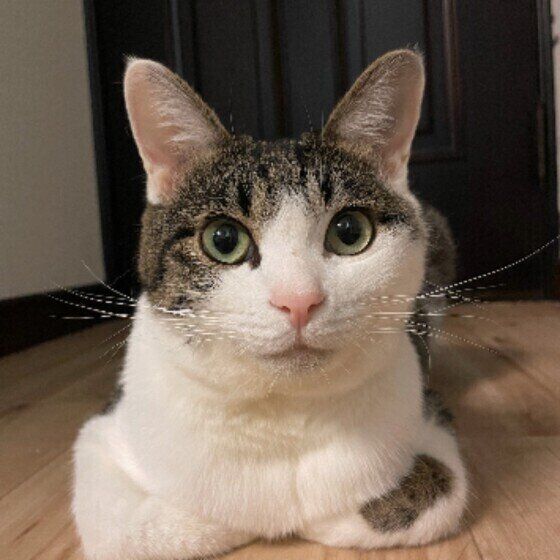 Mix（キジトラ）の幸くん♪