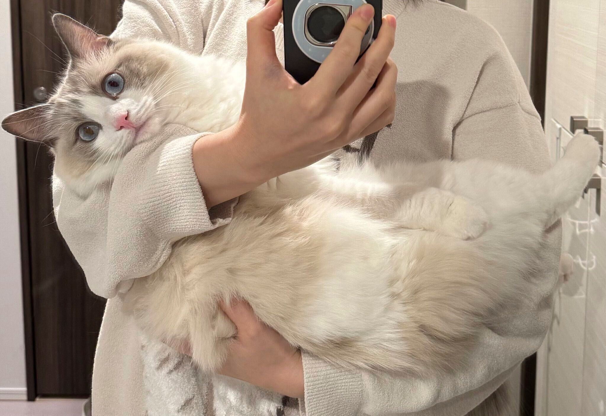 生後10日子猫ちゃん♡オメメ開いたよ♡アートドール♡ぬいぐるみ