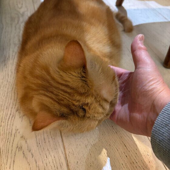 手をなめるエキゾチックショートヘア