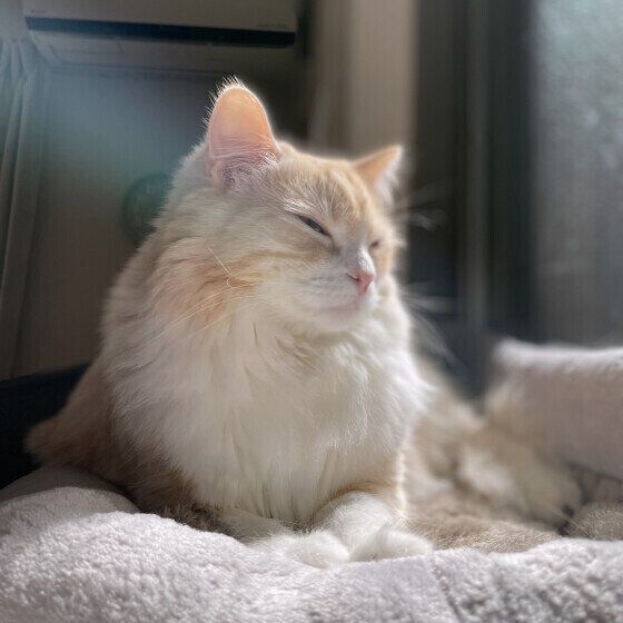 ひなたぼっこをするマンチカンのモカくん