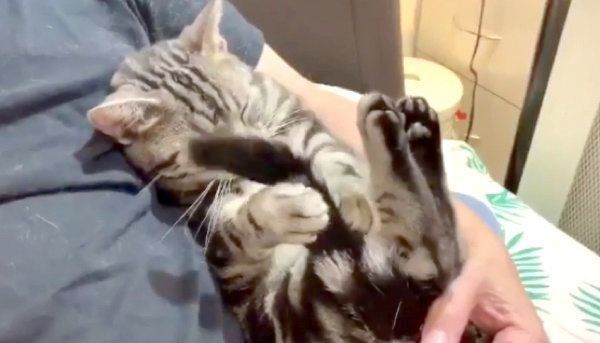 催眠術をかけるアメリカンショートヘア