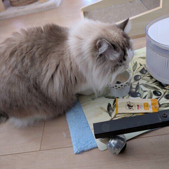 ラグドール　ごはん待ち