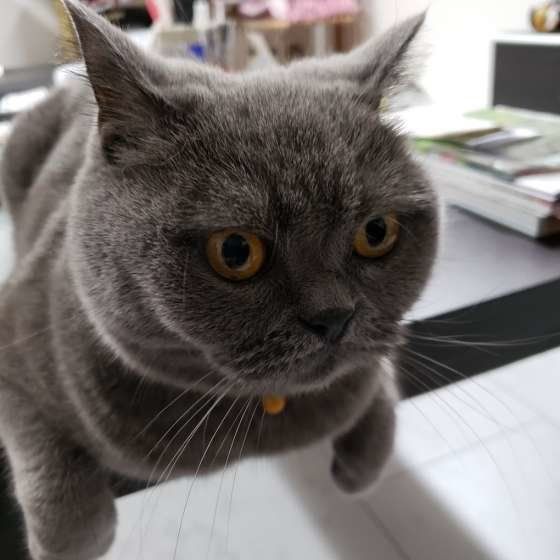 獣医師監修】初心者さん必見！飼い主が知っておきたい猫の飼い方とは 
