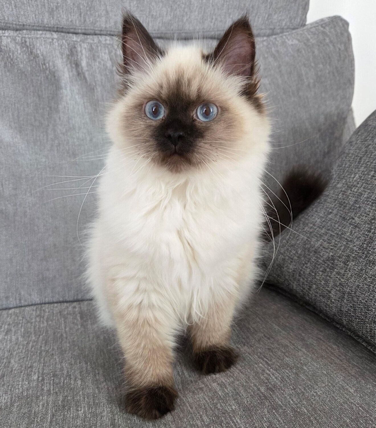 生後5カ月のころのつくしちゃん