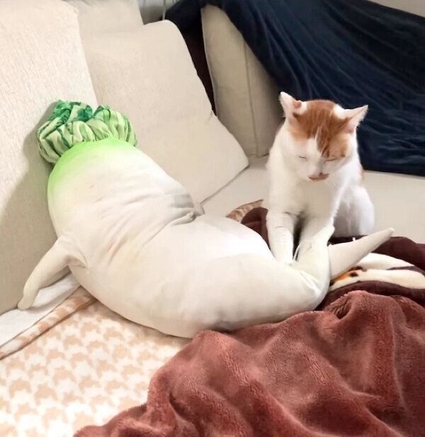 フミフミするタルトくん