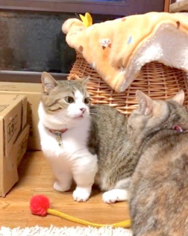 遊ぶマンチカン