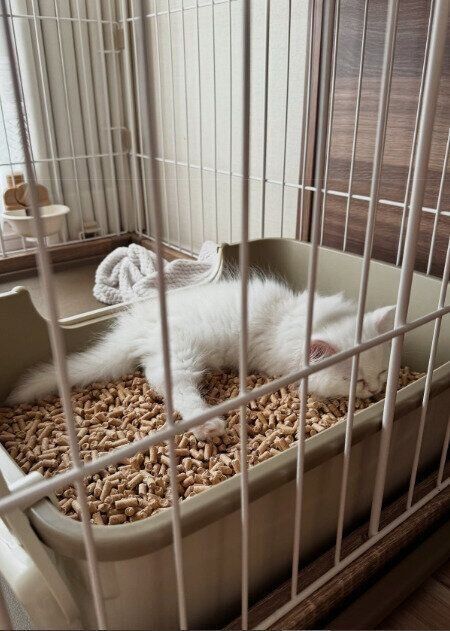 トイレの中で眠るミヌエットの子猫