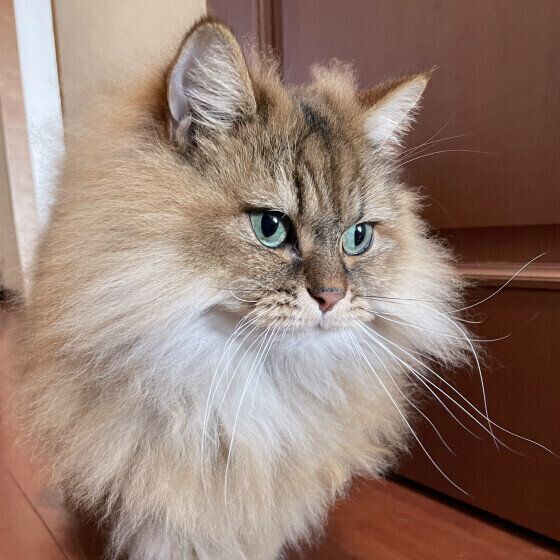 ペルシャのカカオくん♪