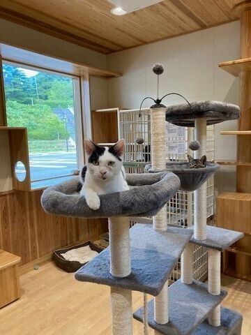 写真提供／いしかわ動物愛護センター