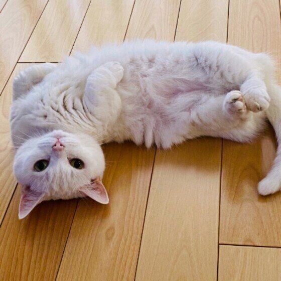 アピールがかわいいマンチカン