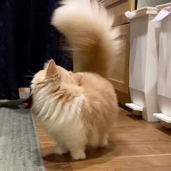 ごはんが待ち遠しく振り返るきなこちゃん