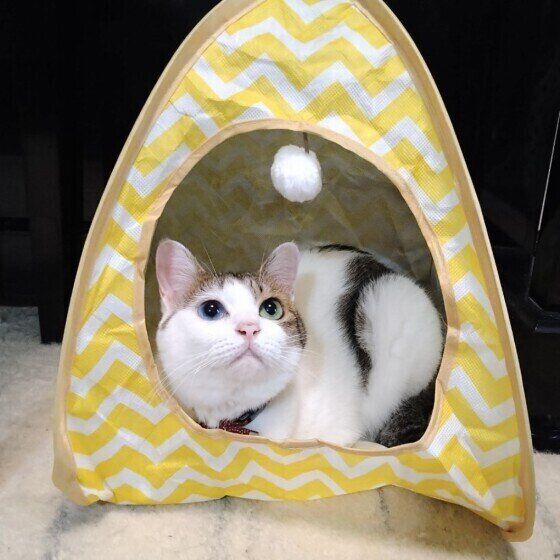 テントに入る猫