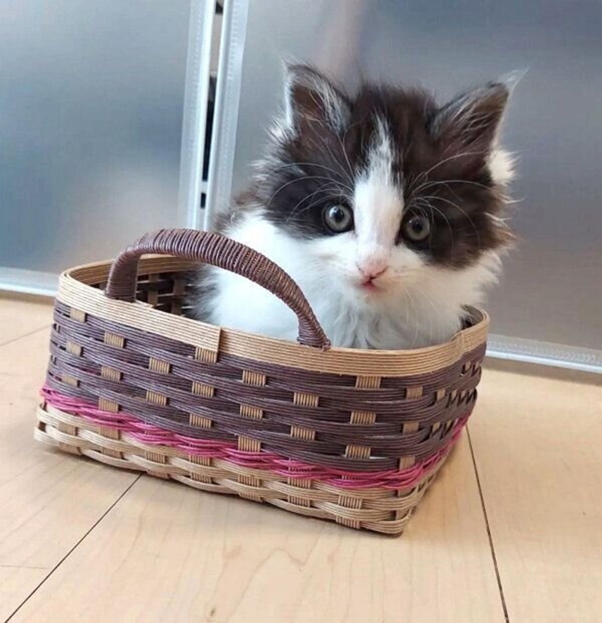 コンビニの駐車場でガリガリに痩せた子猫を保護 突然の出会いからもうすぐ2カ月 すっかり家族の中心に ねこのきもちweb Magazine コンビニの駐車場でガリガリに痩せた子猫を保護 突然の出会いからもうすぐ2カ月 すっかり家族の中心に ねこのきもちweb Magazine