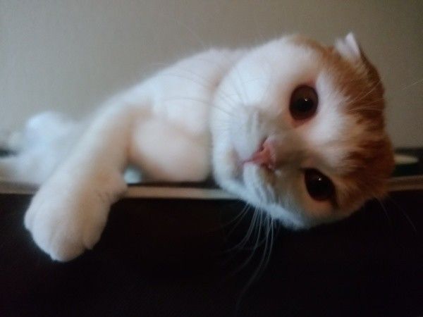 ごろんとしながらカメラ目線のスコティッシュフォールド