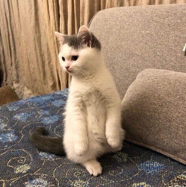 子猫時代のカツヲくん