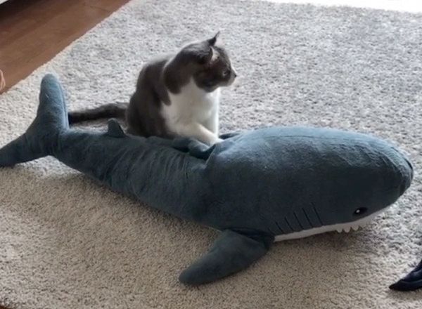 ぬいぐるみの疲れをほぐす猫