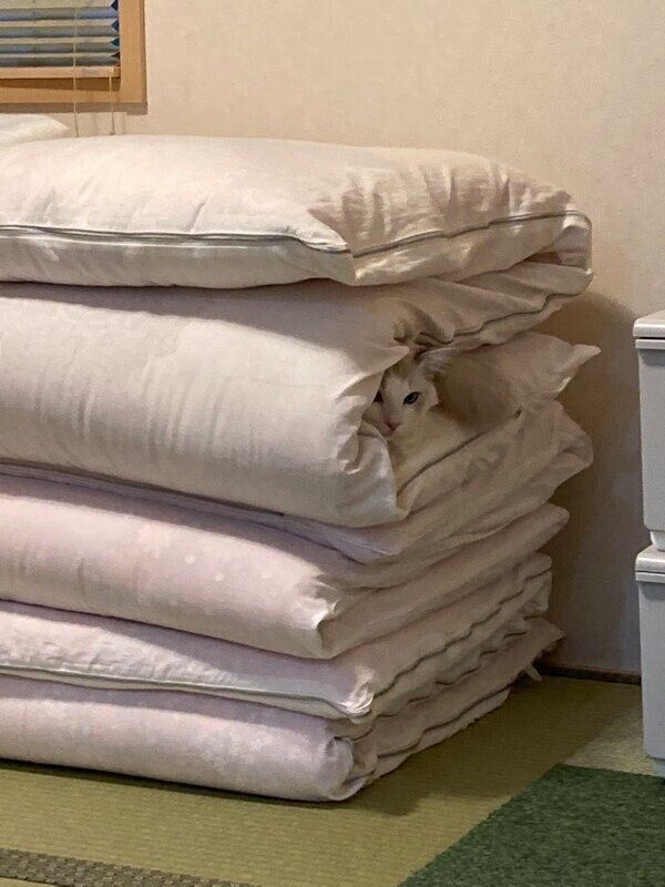 布団に挟まるランガくん