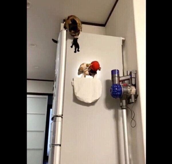 「ショッカー」を誘拐するひじきちゃん