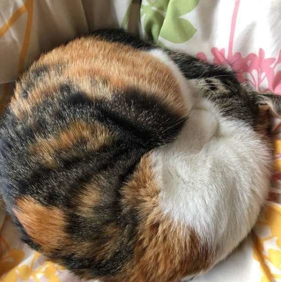 あんもにゃいと