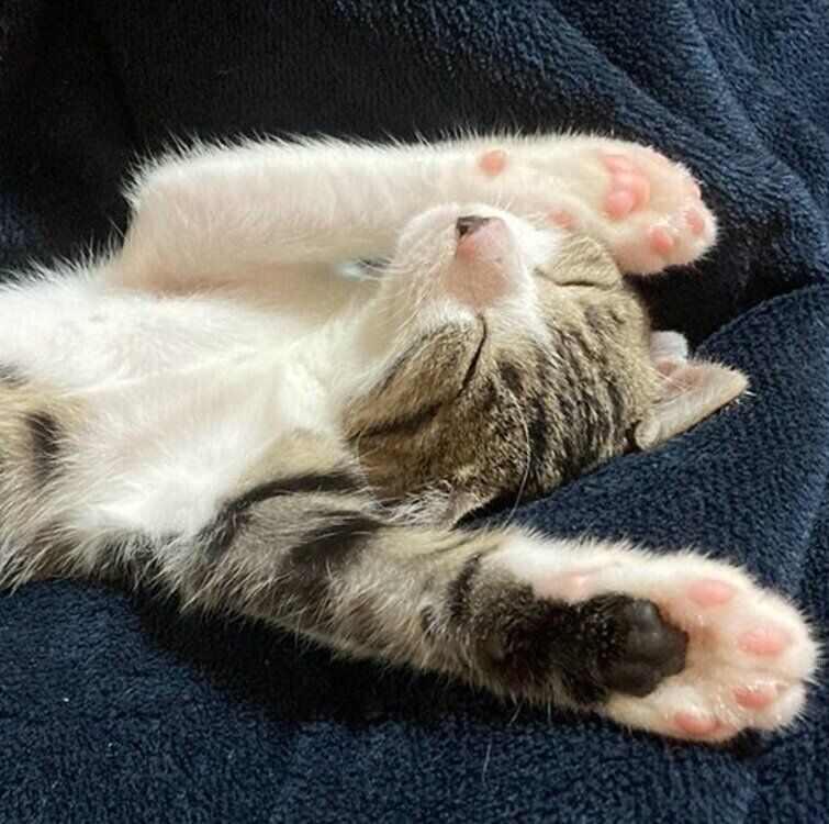 あおむけになって気持ちよさそうに眠るなーちゃん