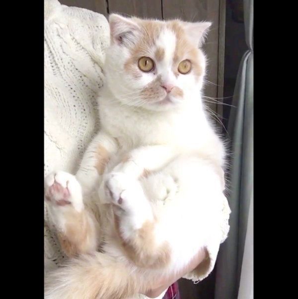 雪を眺めるホイちゃん