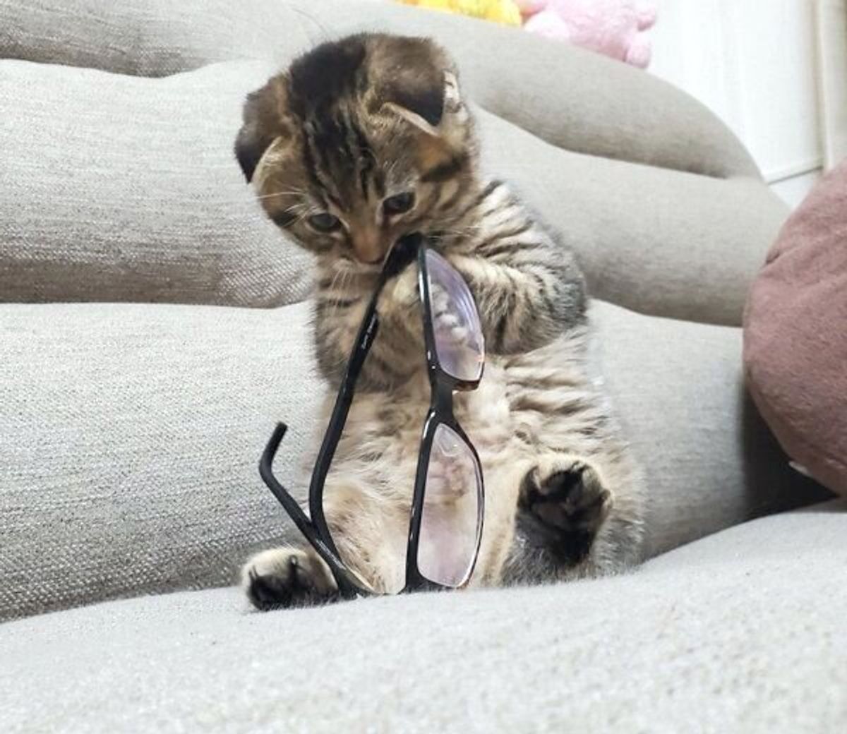 抱っこ中にバンザイする子猫 飼い主への愛の表れかと思いきや 撮影秘話にほっこり ねこのきもちweb Magazine 抱っこ中にバンザイする子猫 飼い主への愛の表れかと思いきや 撮影秘話にほっこり ねこのきもちweb Magazine