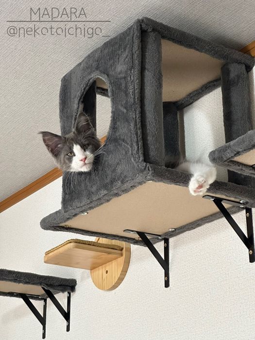 キャットステップの穴から下を見るメインクーンの子猫