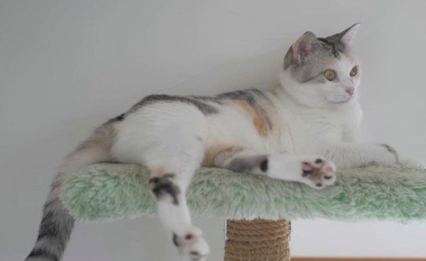 しっぽがくねくね動く三毛猫