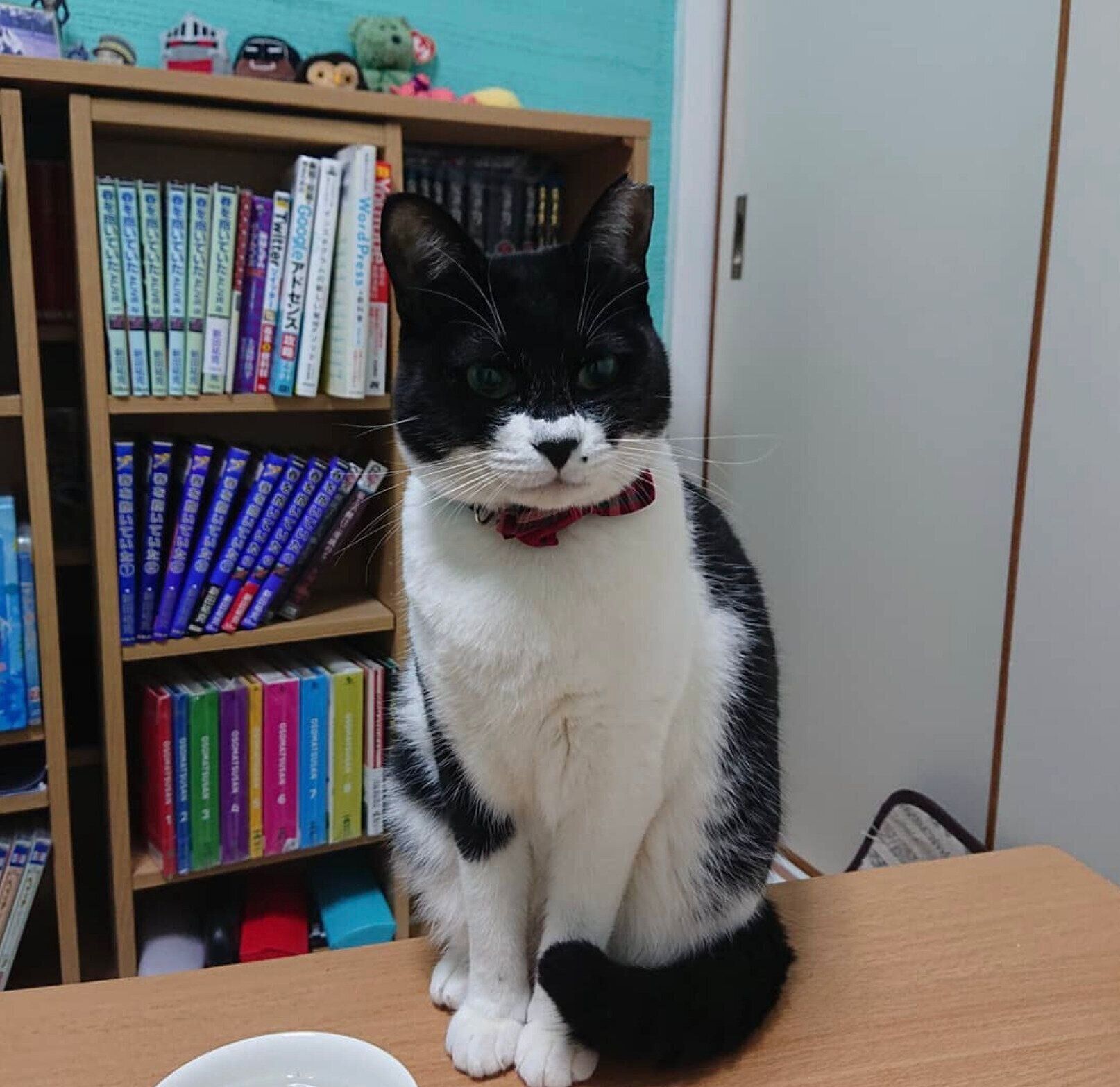 見つめるモンドちゃん