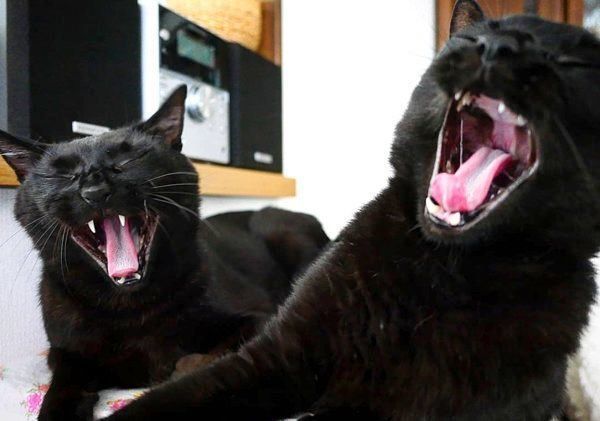 あくびがシンクロする黒猫
