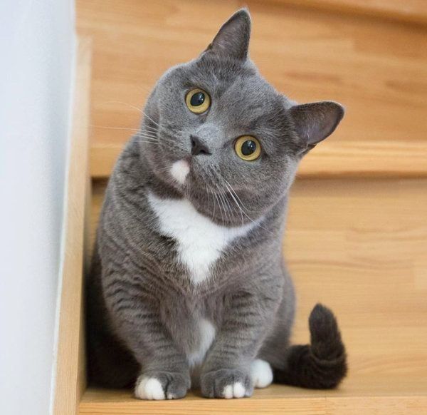 マンチカンのおまめちゃん