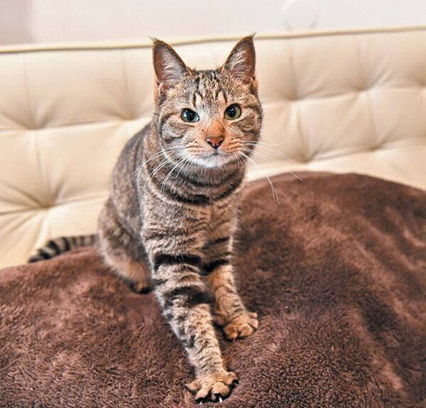 ふみふみする猫