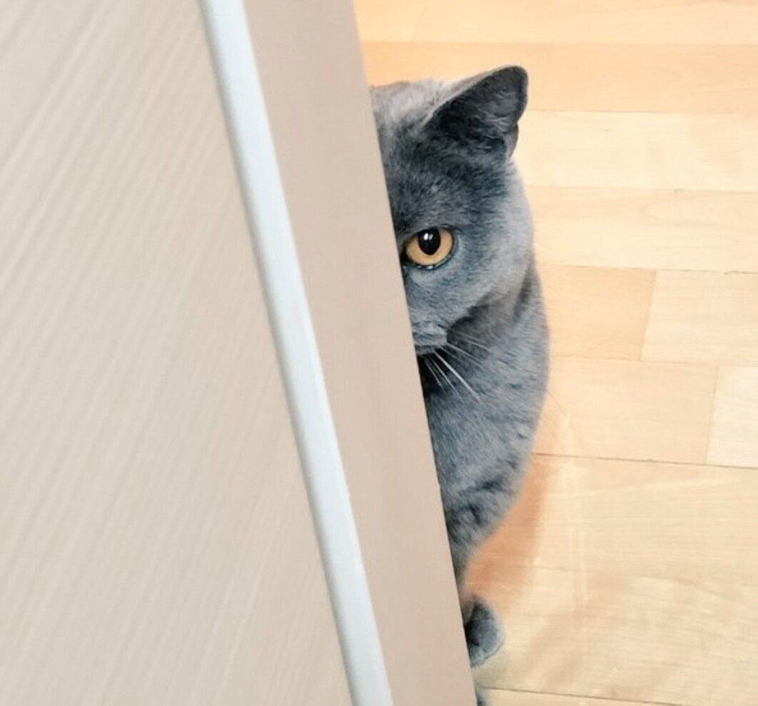 飼い主さんのことを見つめるハラミちゃん