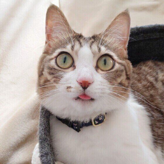 茶白のミルカちゃん