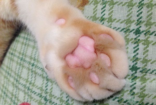 猫の肉球