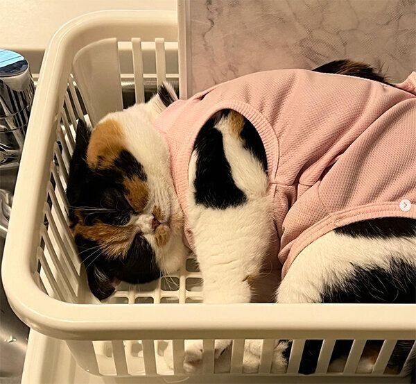 水切りかごの中に入るおあげちゃん