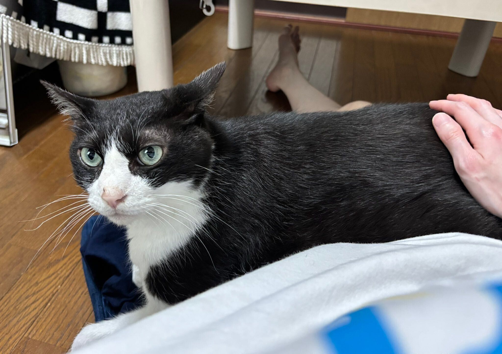 飼い主さんの膝の上に乗るロキくん