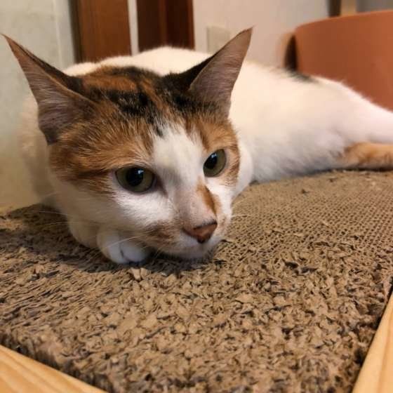 くつろぐ三毛猫